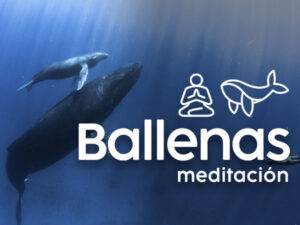 meditacion_ballenas_serlab.jpg
