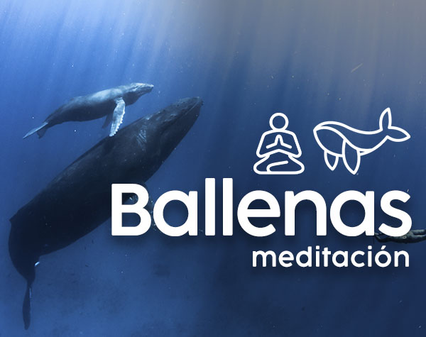meditacion_ballenas_serlab.jpg