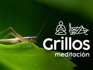 meditacion_grillos_serlab.jpg