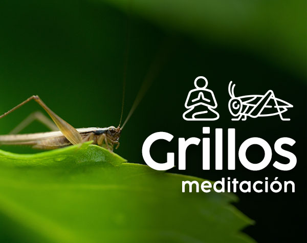meditacion_grillos_serlab.jpg