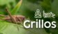 musica_grillos_serlab.jpg